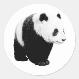 Svartvit Panda Runt Klistermärke