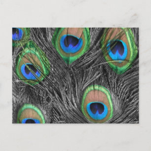 Svartvit peacock-vykort vykort