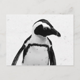 Svartvit Penguin Vykort