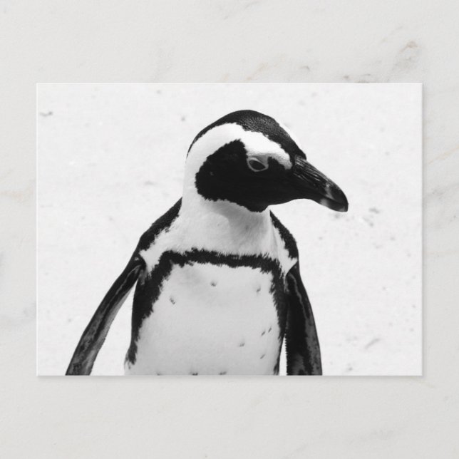 Svartvit Penguin Vykort (Framsida)