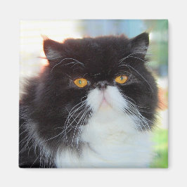 Svartvit persisk kattMagnet Magnet