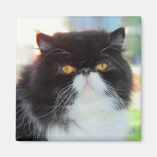 Svartvit persisk kattMagnet Magnet