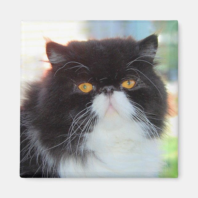 Svartvit persisk kattMagnet Magnet (Framsidan)
