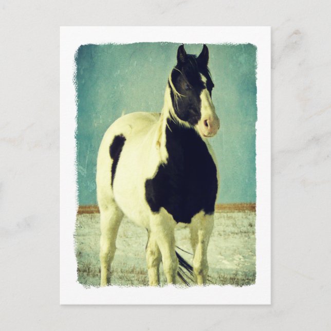Svartvit Pinto Vykort (Framsida)