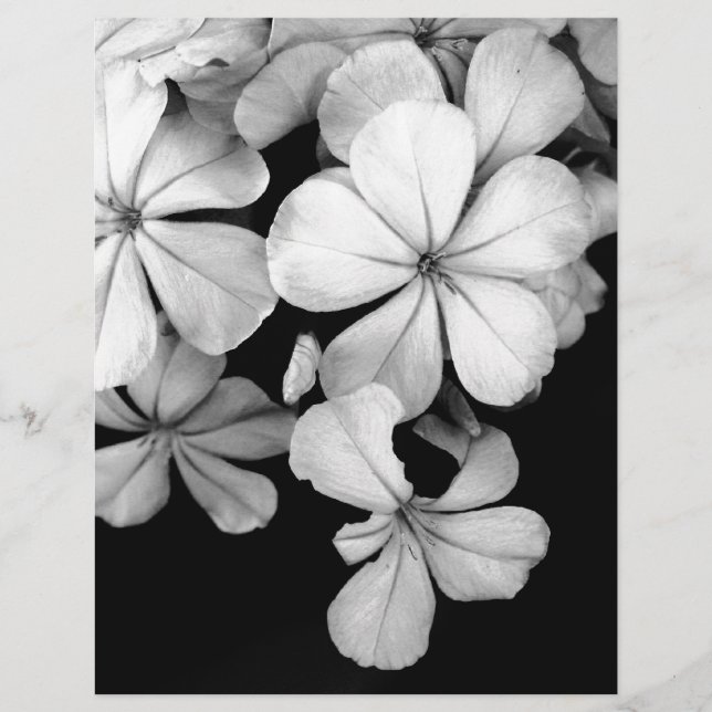 svartvit plumbago (Framsida)