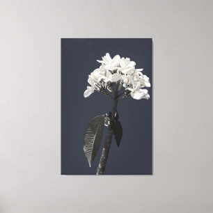 Svartvit plumeria canvastryck