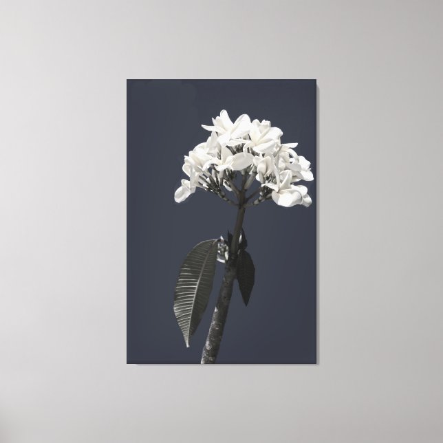Svartvit plumeria canvastryck (Framsida)