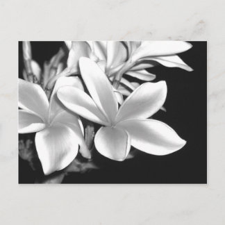 Svartvit plumeria vykort