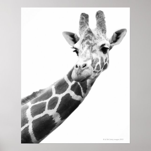 Svartvit porträtt av en giraffe poster (Framsidan)