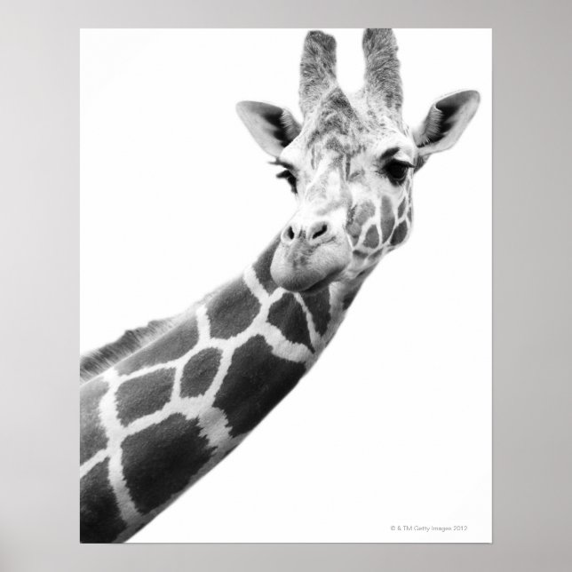 Svartvit porträtt av en giraffe poster (Framsidan)