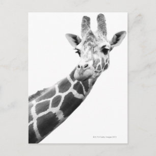 Svartvit porträtt av en giraffe vykort