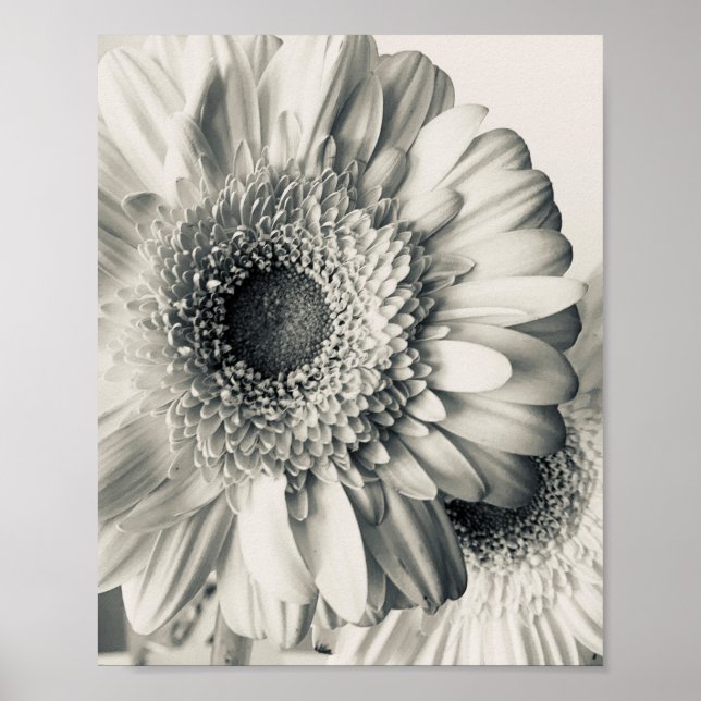 Svartvit prästkrage fotografering poster (Framsidan)