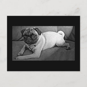 Svartvit Pug Vykort