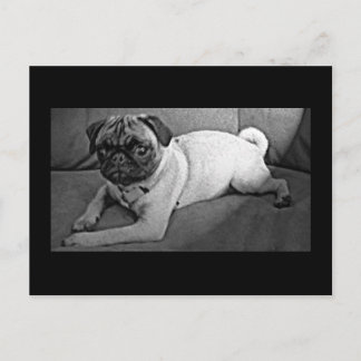 Svartvit Pug Vykort