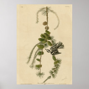 Svartvit ranka poster