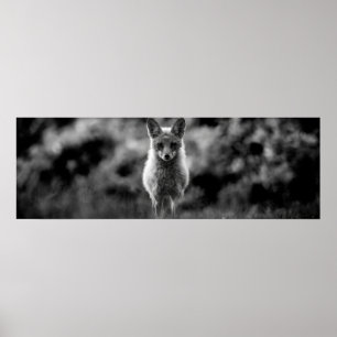 Svartvit räv poster