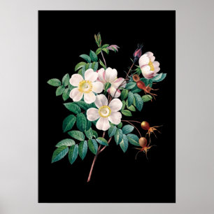 Svartvit rosa ros poster