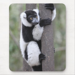 Svartvit Ruffed Lemur på träd Musmatta