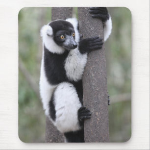 Svartvit Ruffed Lemur på träd Musmatta