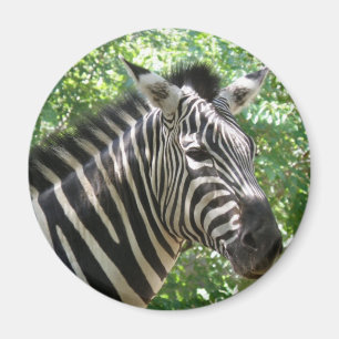 Svartvit sebramagnet magnet