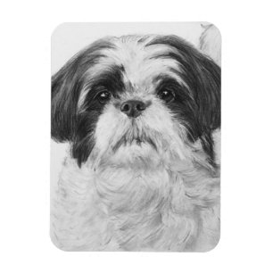 Svartvit Shih Tzu konst Magnet