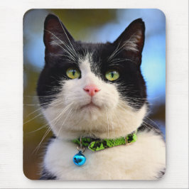 Svartvit Shorthair Cat Musmatta