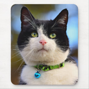 Svartvit Shorthair Cat Musmatta