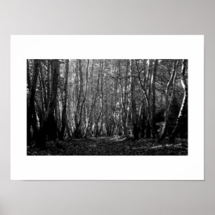 Svartvit skog Väg Poster Skriv ut