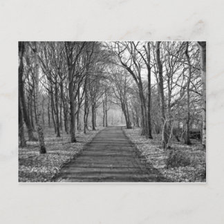 Svartvit skog vykort