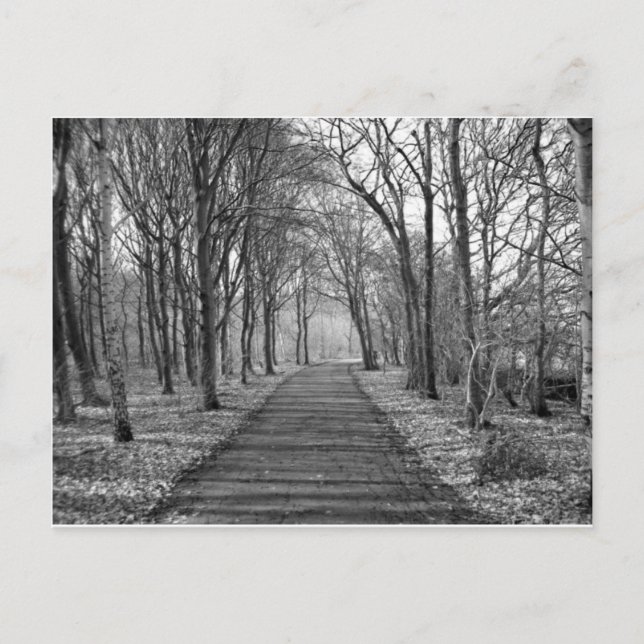 Svartvit skog vykort (Framsida)