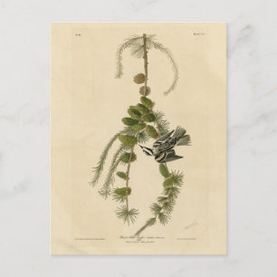 Svartvit skogssångare - Audubon's Birds of America Vykort