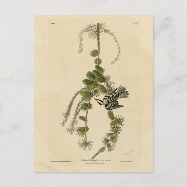 Svartvit skogssångare - Audubon's Birds of America Vykort (Framsida)