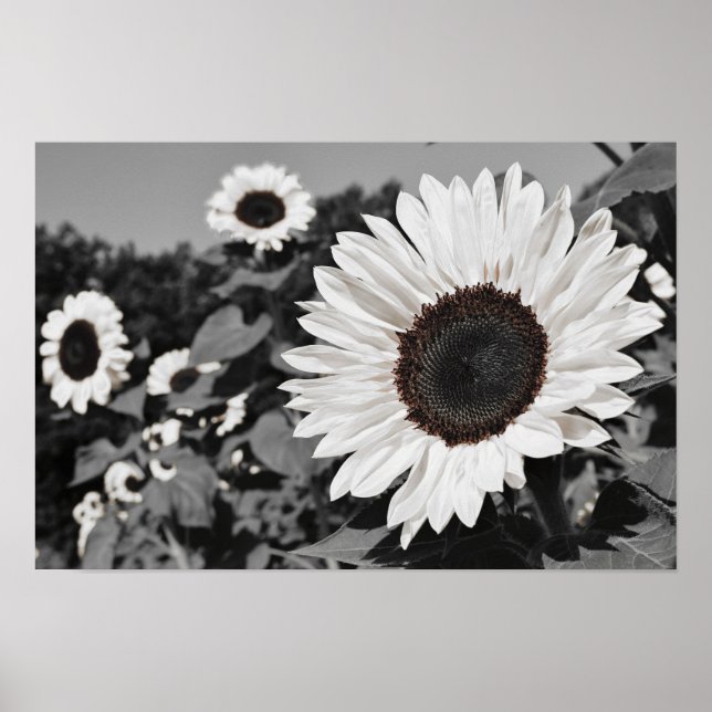Svartvit solros poster (Framsidan)