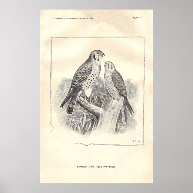 Svartvit Sparrow Hawks Poster (Framsidan)