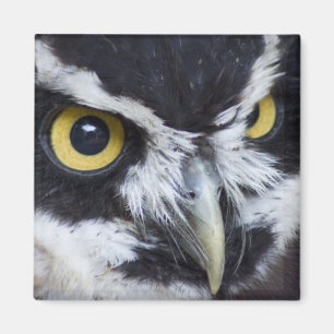 Svartvit Spectacled uggla Magnet