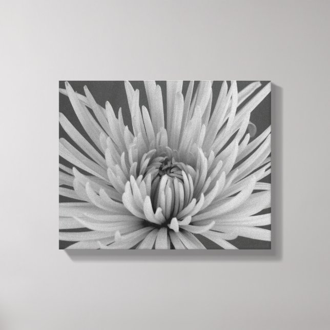 Svartvit spider Chrysanthemum Flower Canvastryck (Framsida)