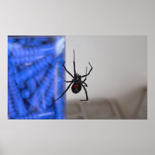 Svartvit spider poster