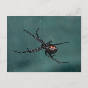 Svartvit spider vykort