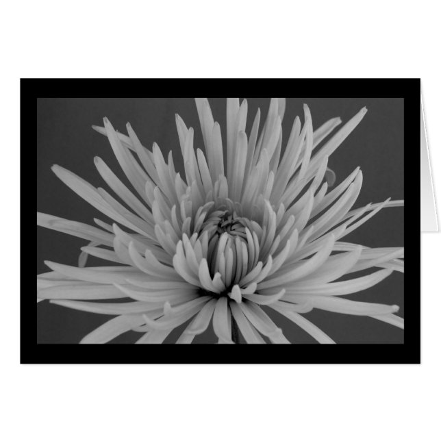 Svartvit spindelblomma från Morsa Hälsningskort (Framsidan Horizontal)