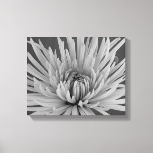 Svartvit spindelChrysanthemumblomma Canvastryck