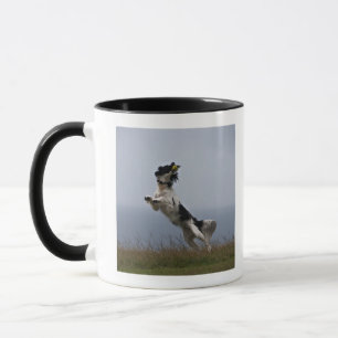 svartvit SpringerSpaniel som leker med Mugg