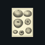 Svartvit stjärtfenor canvastryck<br><div class="desc">Titta bara på alla dessa former och storlekar av svarta och vita sanddollar i det här fotot. Om du någonsin var nyfiken om de olika stadierna i hur en sanddollar formas, så få fram den här unika bilden i dag. I det här fotot visas de sju olika stadierna som sanddollarn...</div>