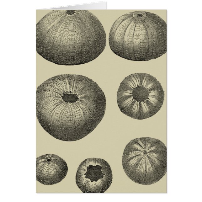 Svartvit stjärtfenor hälsningskort (Framsidan)