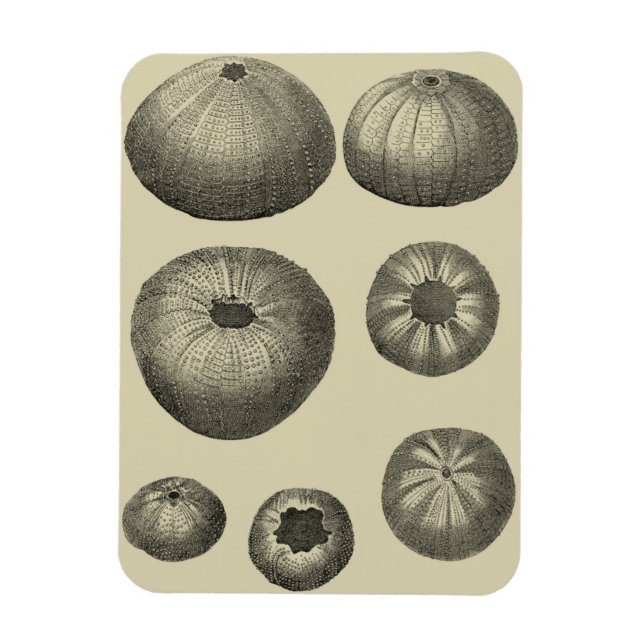 Svartvit stjärtfenor magnet (Vertikal)