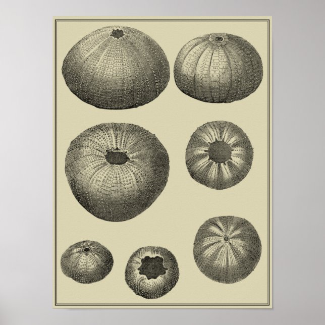 Svartvit stjärtfenor poster (Framsidan)