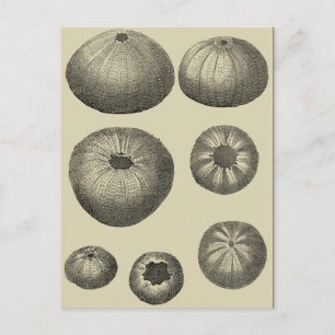 Svartvit stjärtfenor vykort