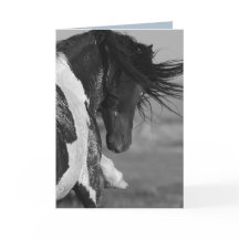 Svartvit Strejka Vild Horse Greeting Card