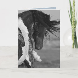 Svartvit Strejka Vild Horse Greeting Card Kort