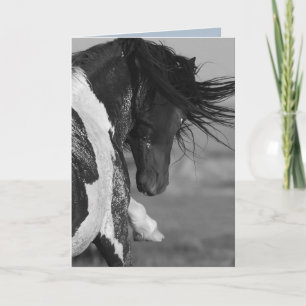 Svartvit Strejka Vild Horse Greeting Card Kort