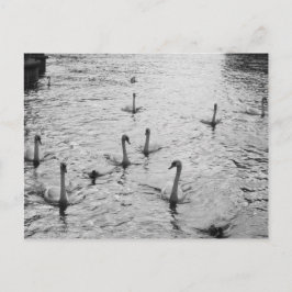 Svartvit svanar vykort
